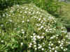 tucks alpine-flowers11.jpg (32442 bytes)